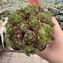 [해와달다육] 옵투샤 하월시아, 1개