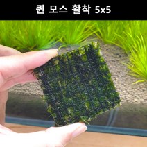 [수초몰] 퀸모스 5cm * 5cm 활착판 / 활착 모스 초보수초 음성수초 활착수초 활착모스 모스활착 피규어모스 화산석활착 구피 새우 수초맛집 피규어활착 피규어 모스볼 마리모, 1개