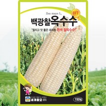 백광찰옥수수 씨앗 150립 이삭이 크고 찰지며 맛이 좋은 대과종 흰색 백광찰 채소종자, 단품