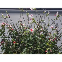 핫립세이지 노지월동 다년초 여름꽃 허브 야생화 꽃모종