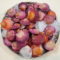 당일조업 홍가리비 2kg 산지직송 국내산 제철 찜 통영가리비, 새꼬막1K