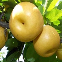 [행복한 농부] 가정용 햇배 15kg(12~40과)/흠과.마른기스, 가정용 햇배 15kg (12-20과/특대과)