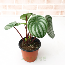 도희씨네 정원>> 댕글댕글 수박페페 035″ class=”wr-img”></a></div></p></div></p></div></p></div><div class=