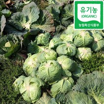 제주 유기농 양배추 5kg, 유기농_양배추_5kg