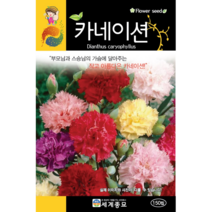 카네이션 씨앗 100립 / 꽃씨 키우기 화단가꾸기