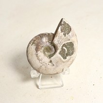 25g 암모나이트 화석 / 판매 광물 반려돌 크리스탈 수정 천연원석 쇼핑몰