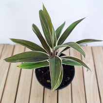 코르딜리네(초코렛퀸) 키우기 쉬운 꽃도매시장 희귀식물 공기청정식물, 단품