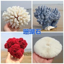철갑상어키우기 구피암컷 베타암컷 천연 산호 화초 돌패각 소라껍데기 조경 가구 장식, 18 네이비블루