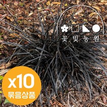 흑맥문동 4치포트 X10개 모종 검정맥문동 흑룡 조경 악취제거 노지월동, 4치포트X10개