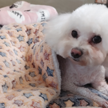 강아지 고양이 가볍고 부드러운 스르륵 이불 마약 담요 쿠션 애견 애묘, 옐로우 스타