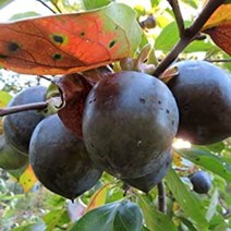 흑단감 (단감)묘목 / 속살도 흑색 / 맛좋고 저장성 좋음 / 접목1년 FT11-0