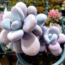 색감 예쁜 다육식물 한눈에 모아보기, 아메치스