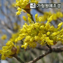 산수유나무 산수유 묘목 유실수 가림원예조경, 산수유나무 R3cm 개화주분묘