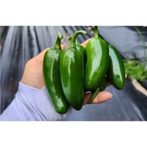 할라피뇨고추(퍼팩트)1kg. 무농약 고랭지 노지재배 (과피에 실금 있습니다), 1kg, 1개