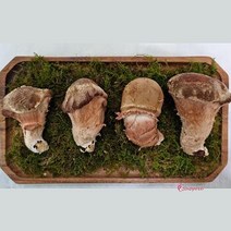 MMSc_송이버섯 1Kg 표고 가정용 건강영양식stu667