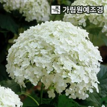 아나벨수국 스트롱아나벨 4치장포트 개화주 묘목