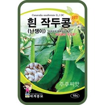 흰 작두콩 10립 비넝쿨