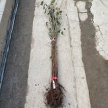 산수유 실생2년 특묘6그루 cid