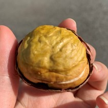 [블랙애플] 포르단밤 부여밤 칼집밤 홀라당밤 2kg, 칼집포르단밤2kg