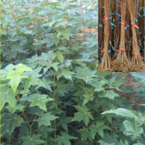 (D소망)우산고로쇠묘목(실생2년) 5그루