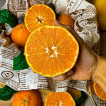 제주 레드향 10kg 5kg 3kg 2kg 가정용 선물세트 꿀맛발굴단, 1. 당도 끝판왕! 가정용 (대과)