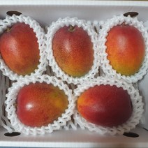 [제주농부] 산지직송 고당도 제주 서귀포 애플망고, 제주애플망고 3kg(5-6과)