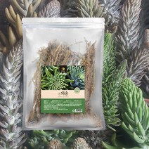 손수 키운 건와송 바위솔 국내산 와송 건재 100g