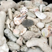 산호사 15~20mm - (뼈다귀산호사 해수어바닥재), 단품