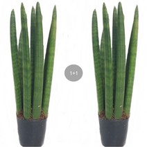 트리앤 1+1 20cm-스투키 수퍼바 금전수 문샤인 산세베리아 미세먼지제거, 13. 1+1 스투키 25cm-7촉이상 1개