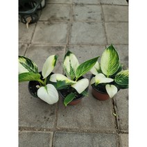 버킨콩고 화이트 45