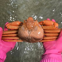 [자연맛남] [울진홍게] 먼 바다조업 울진 후포 박달홍게 4kg(생물/10-12마리), 상세 설명 참조