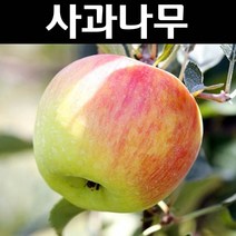 사과(썸머킹) 결실주 R3~4cm(분) 1개/나무 묘목/과실수/유실수
