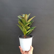 반려식물 멜라니고무나무 중품 공기정화식물 305069