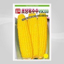 초당 옥수수 씨앗 노란옥수수 단맛 corn seed 100립