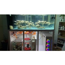 크리스탈 유리 어항 수족관 수조 아쿠아리움, 10월 전염병 활동 보조금
