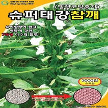 (씨앗) 슈퍼태강참깨 - 코팅참깨 - 외대깨 - 소분지 다수확 참깨 씨앗 종자 - 3천립