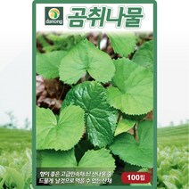 곰취나물 씨앗 취나물 씨 토종 약초 종자 100립