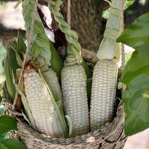 못난이 못생긴 삶은옥수수 냉동찰옥수수 진공포장 강원도 홍천 찐옥수수, 못난이옥수수 4팩(20개)