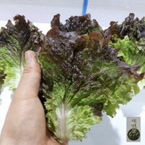 새벽들 GAP인증 최고등급 지리산 고랭지 운봉 꽃상추 2kg, 1봉, 500g