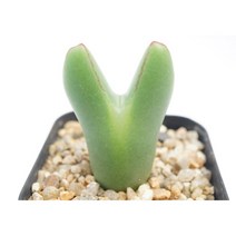 [빌로붐 피카츄 중묘 0827] 홈가드닝 선인장 키우기쉬운 아프리카 다육이 공기정화 특이한 귀여운 예쁜 희귀한 인테리어 생일 소형 작은 개업선물 리톱스 코노피튬 식물키우기