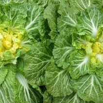 국내산 봄동(납작배추) 1kg 2kg 10kg 특품 / 산지직송, 봄동10kg, 1개