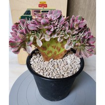 [룰루랄라다육][랜덤]다육식물 핑크마녀철화, 1개