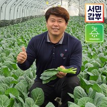 서민갑부 클로렐라 케일 즙용 주스용 양주농부 쌈야채 1.5kg, 단품