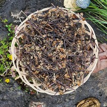 [제주 한라산] 국내산 제주도 건고사리 제주고사리, 1팩, 100g