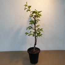 플럼코트 심포니묘목 화분묘 접목1년생, 1개