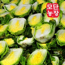 [모단농장]괴산절임배추 20kg/작은 배추(12포기이상), 3월13일출고-14일도착
