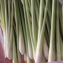 [J&J] Fresh 레몬그라스, 1box, 10kg