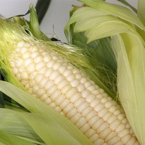 쫀득하고 담백한 무주 햇 대학찰옥수수 30개 (3개x10팩), 3개