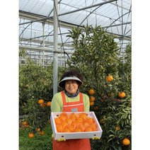 승연농장 서귀포 천혜향 선물용 5키로(15~17과), 1개