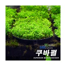 쿠바펄 [1포트]